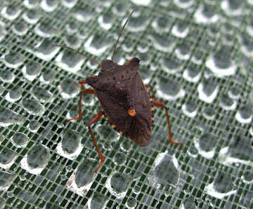 Sloe Bug - a shield beetle